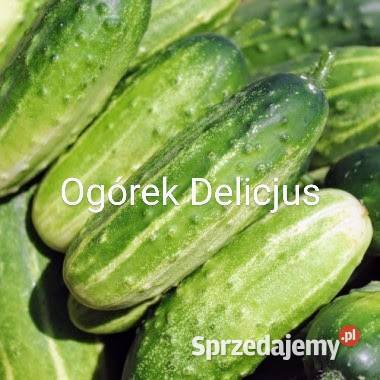 Ogórek sałatkowy długi 40 Longo nasiona Ogród małopolskie Kraków