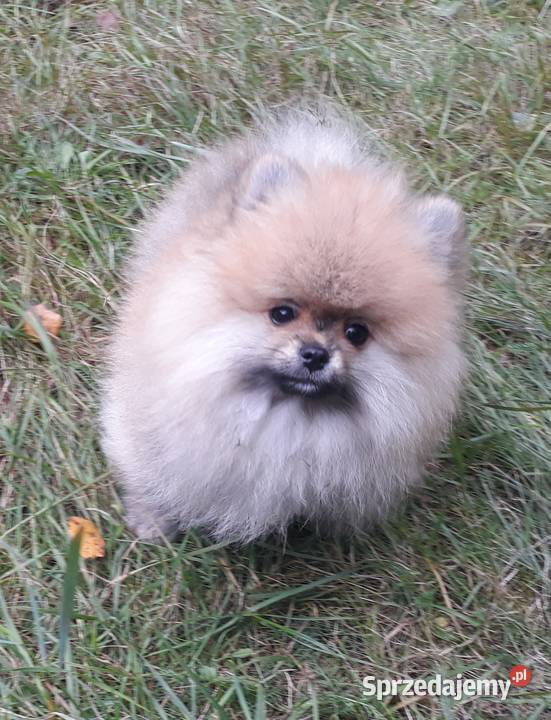 Pomeranian szpic miniaturowy sprzedam