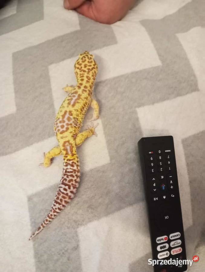 Gekon Lamparci Gady i płazy dolnośląskie Wałbrzych