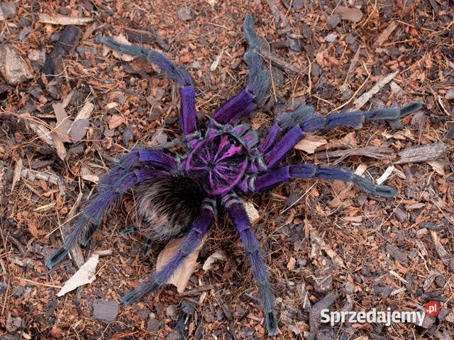 Ptaszniki pająki pająk skakun skorpion Pozostałe pomorskie Gdańsk