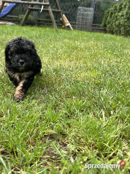 Cavapoo Bukowno