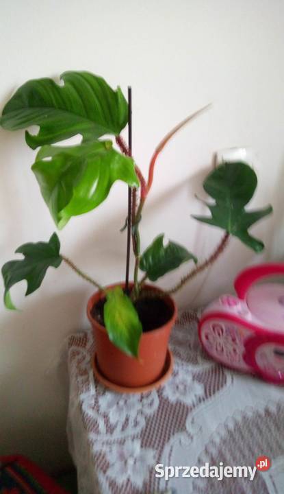 Kwiaty doniczkowe Philodendron squamiferum 033 Dekoracje i ozdoby Warszawa