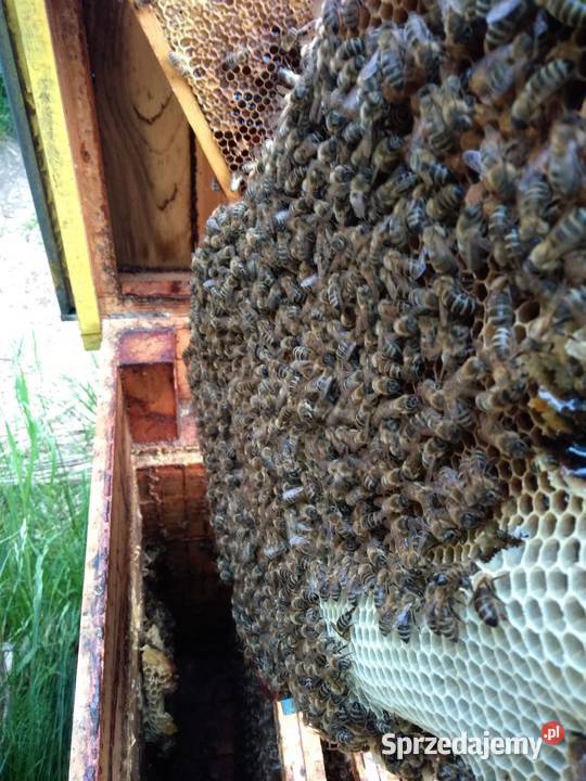Rodziny pszczele pszczoły 10 ramek Wielkopolskie Wólka Radzymińska