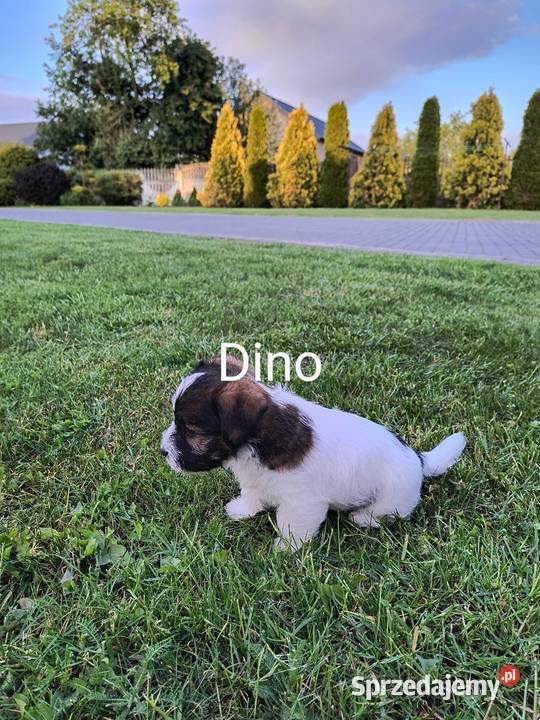 Jack Russell terrier śląskie Nowy Broniszew
