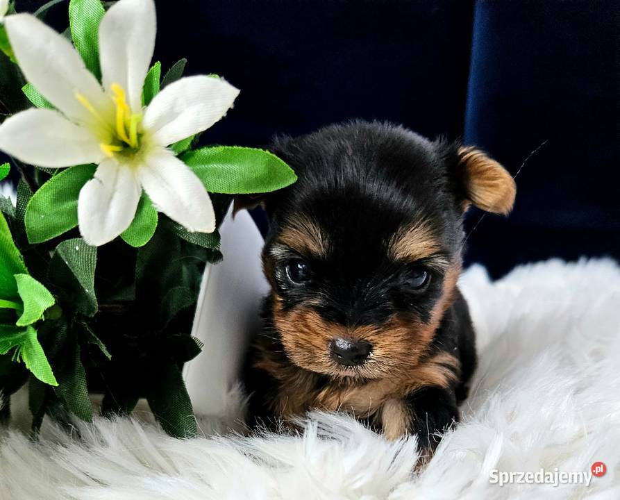 Prześliczny Malutki YORK Black and Tan Piękny opolskie Opole