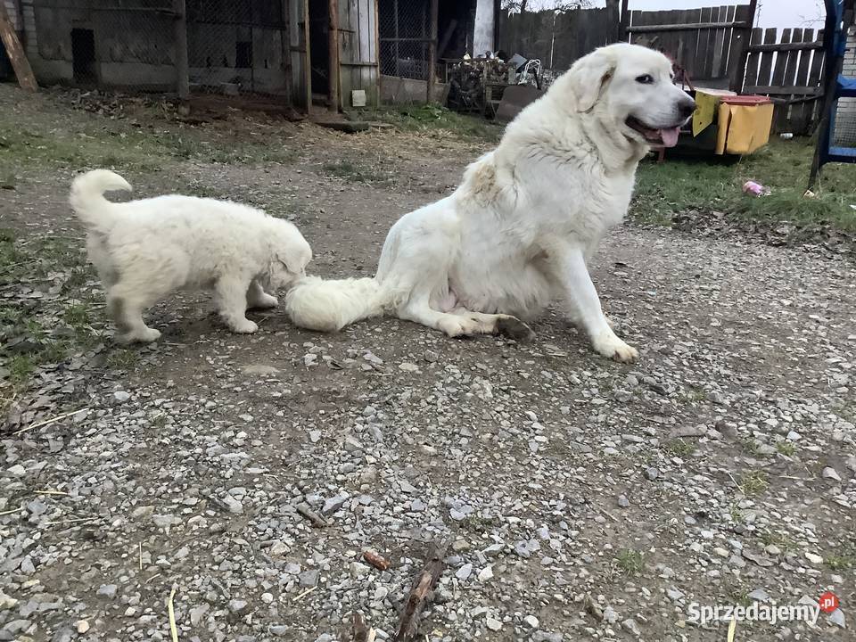 Owczarki podhalańskie szczeniaki Brzezie