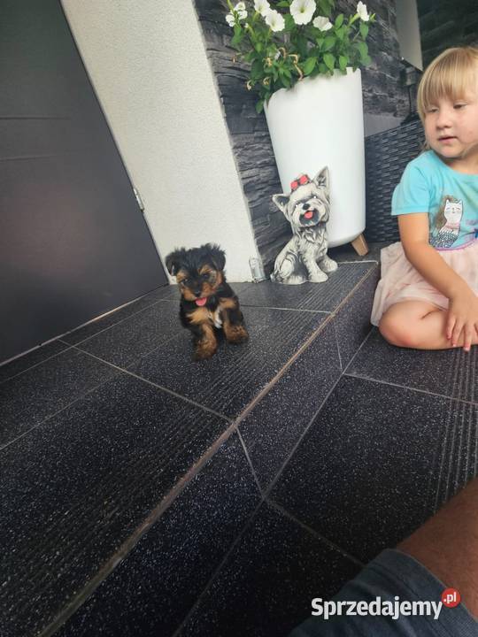 York terrier chłopczyk Chróścin