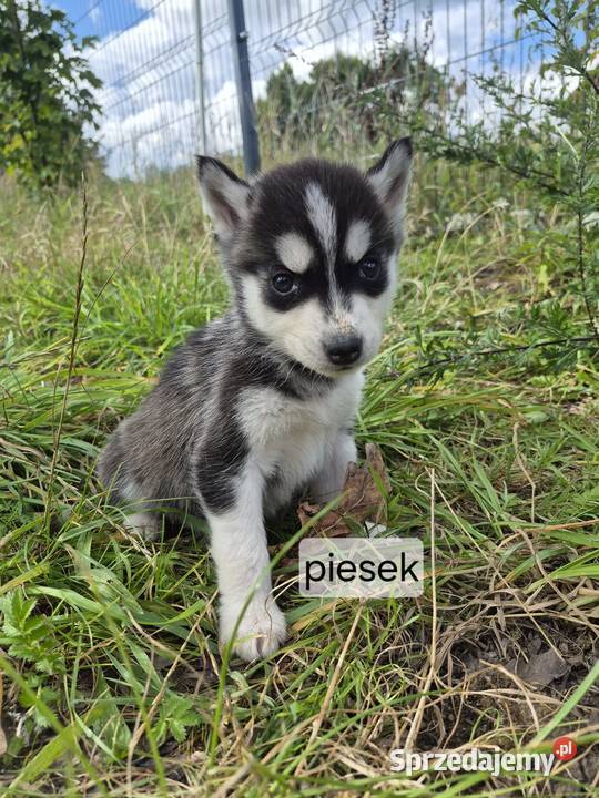 Szczeniaki Syberian Husky świętokrzyskie Samsonów-Piechotne