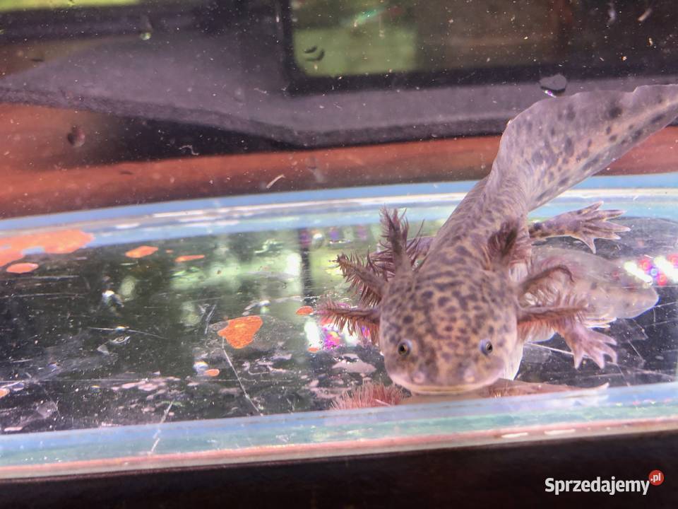 Aksolotl Ambysoma Mexicanum Salamandra Justynów