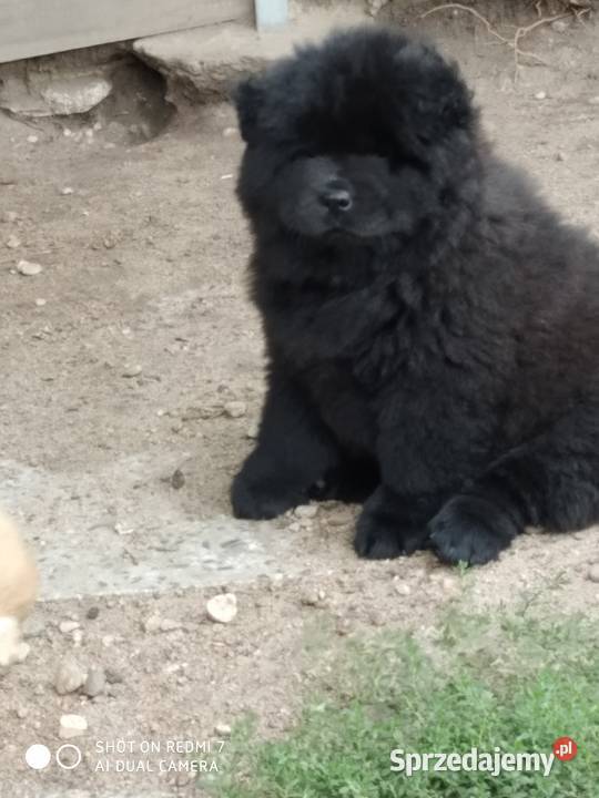 chow chow Łomża sprzedam