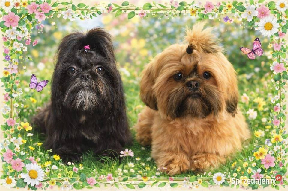 Shih Tzu Radom sprzedam