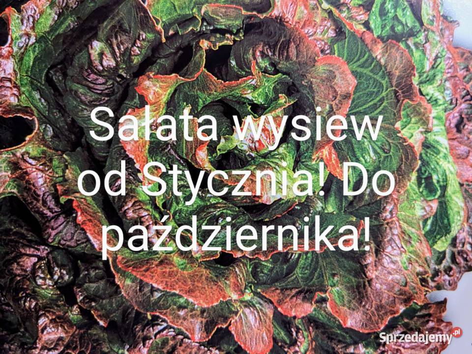 Mix sałat świata Róża Kraków
