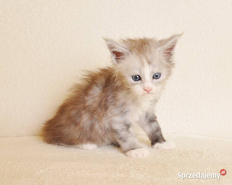 Śliczna koteczka Maine Coon z rodowodem PZFWCF sprzedam