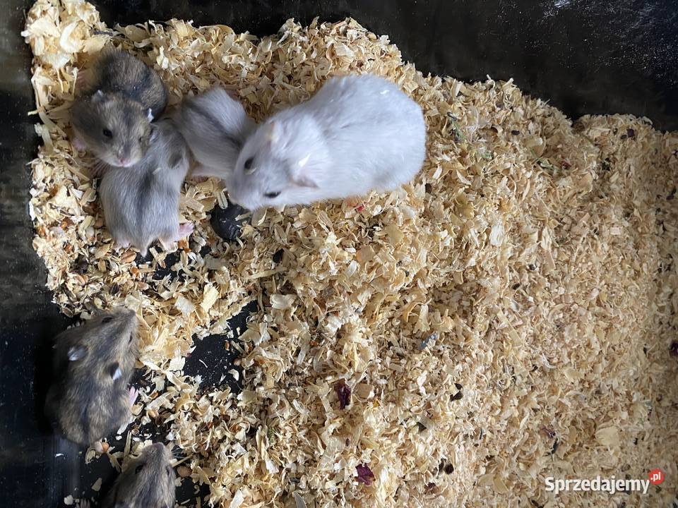 CHOMIKI DRZUNGALSKIE Zielona Góra