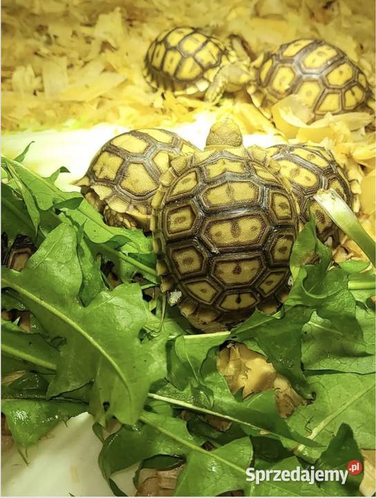 Żółw Pustynny Sulcata maluchy transport kraj Warszawa