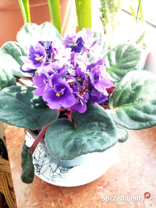 Trzykrotki i inne kwiatki Białystok