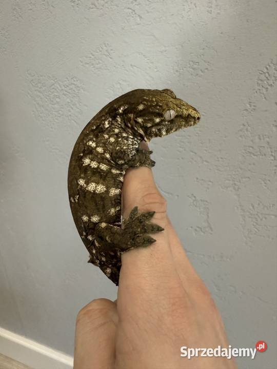 Gekon Olbrzymi Rhacodactylus leachianus Mt