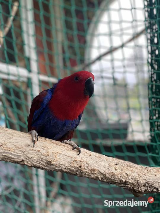 PAPUGA Lora wielka samiczka 6 lat sprzedam