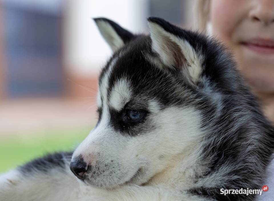 Sunia Siberian Husky szczenię rodowód Wola Zarczycka sprzedam