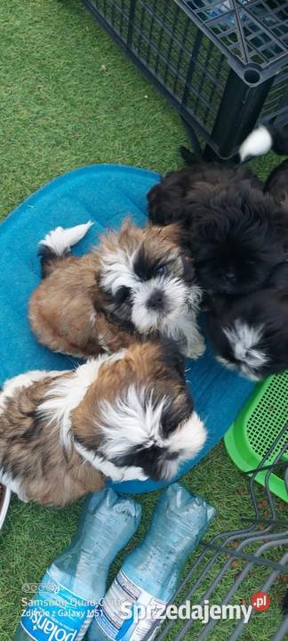 Shih TZU śliczny piesek trikolor Shih Tzu Gruszczyn sprzedam