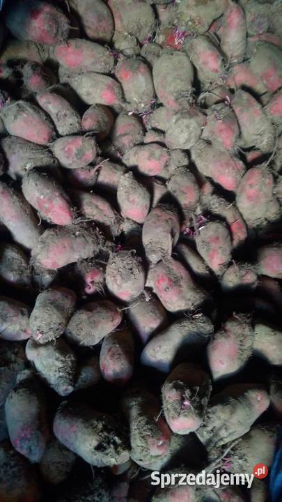 Buraki pastewne czerwone duża ilość Miechów