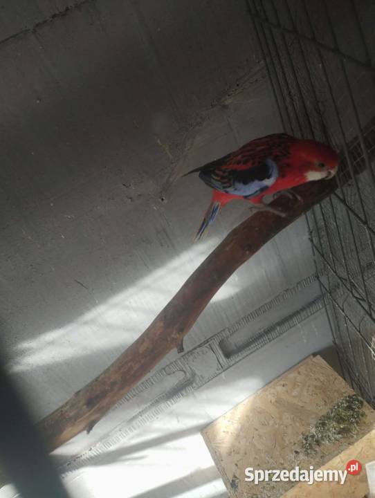 Sprzedam papugi rozelle białolice Sieczychy