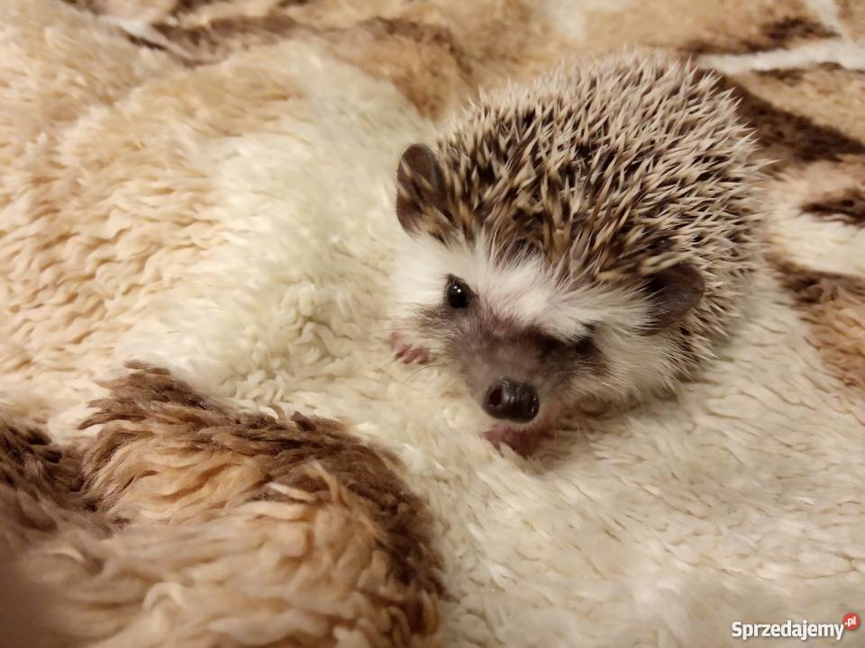 Jeż afrykański jeż pigmejski Warszawa