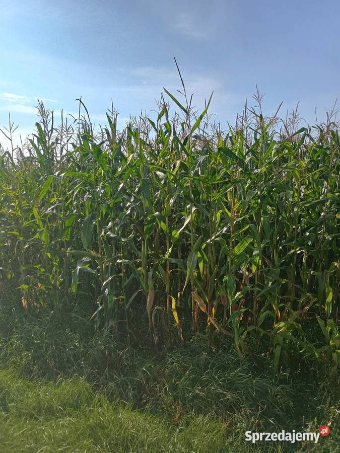 Sprzedam kukurydza na pniu 7ha Nowojowiec warmińsko-mazurskie