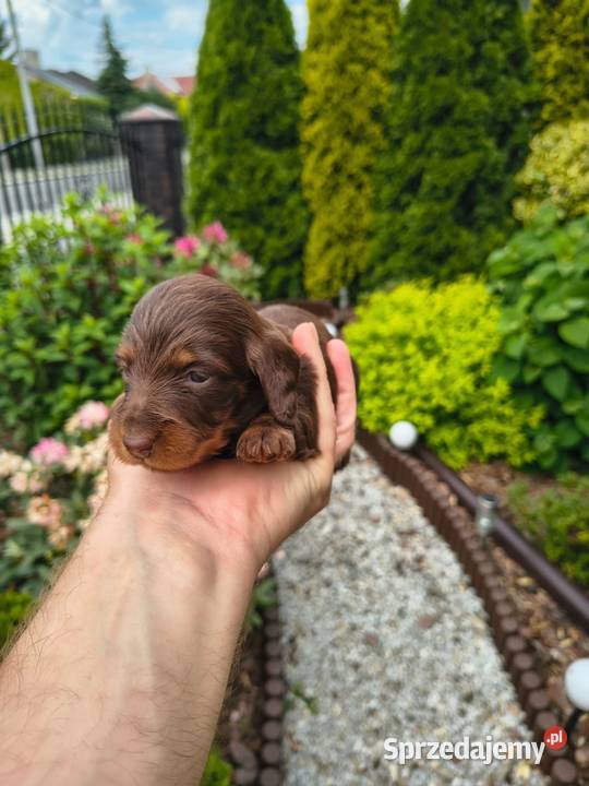 Jamnik długowłosy Dackel dachshund choco tan Żychlin