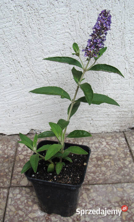 BUDLEJA NIEBIESKA EMPIRE BLUE sadzonki w Ustronie