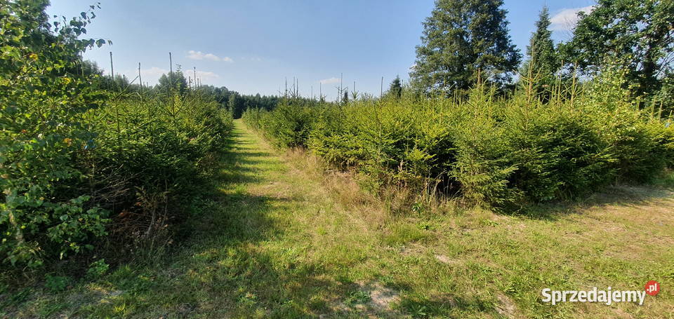 Świerk pospolity Duże drzewa na nasadzenia Wisznice