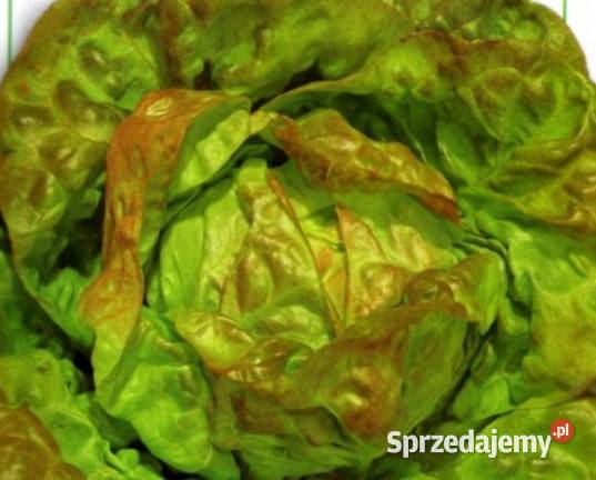 Cykoria główka znosi przymrozki nasiona małopolskie