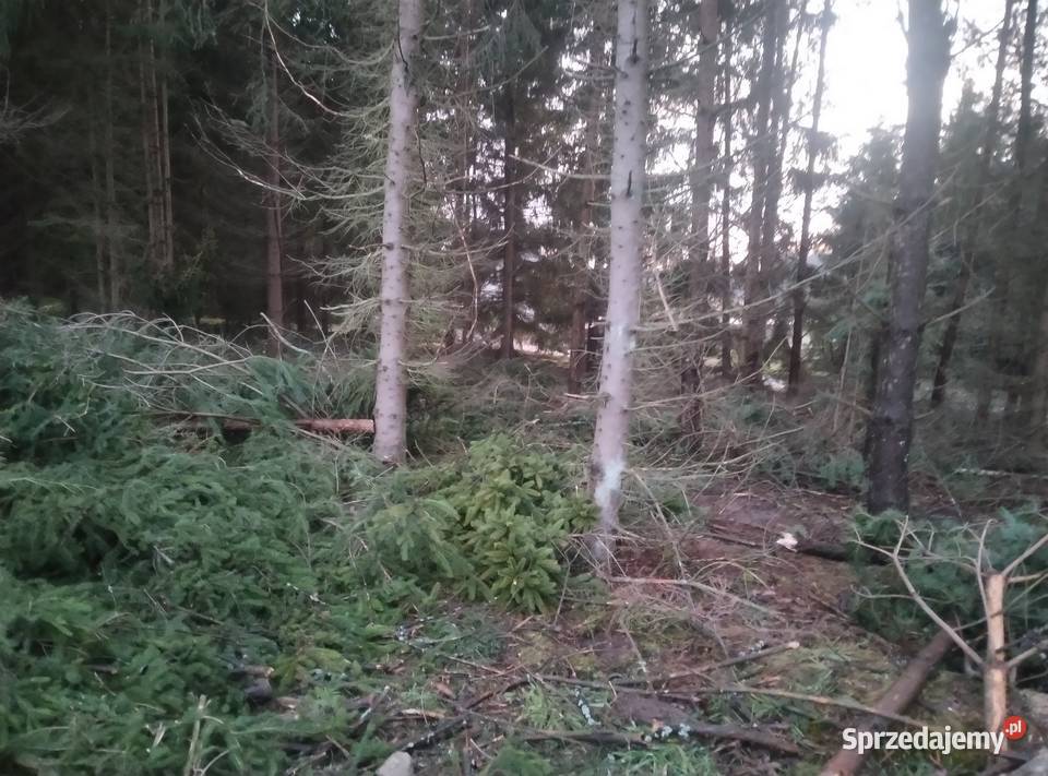 Gałęzie świerkowe i sosnowe na zrębki Barczewo