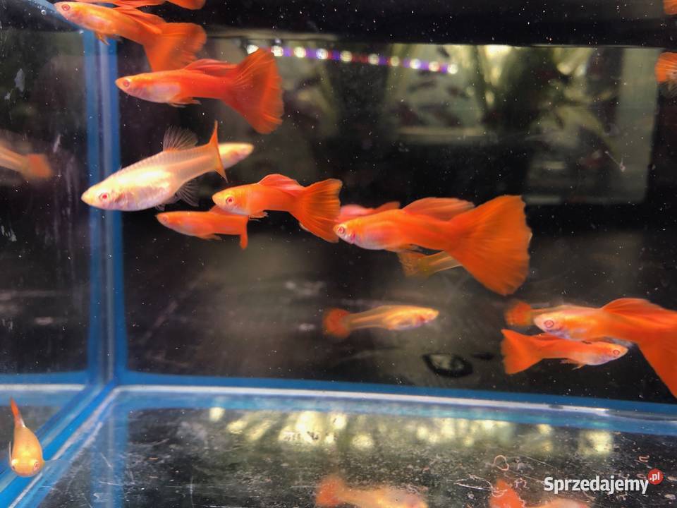 Gubik Full Red Albino Justynów sprzedam