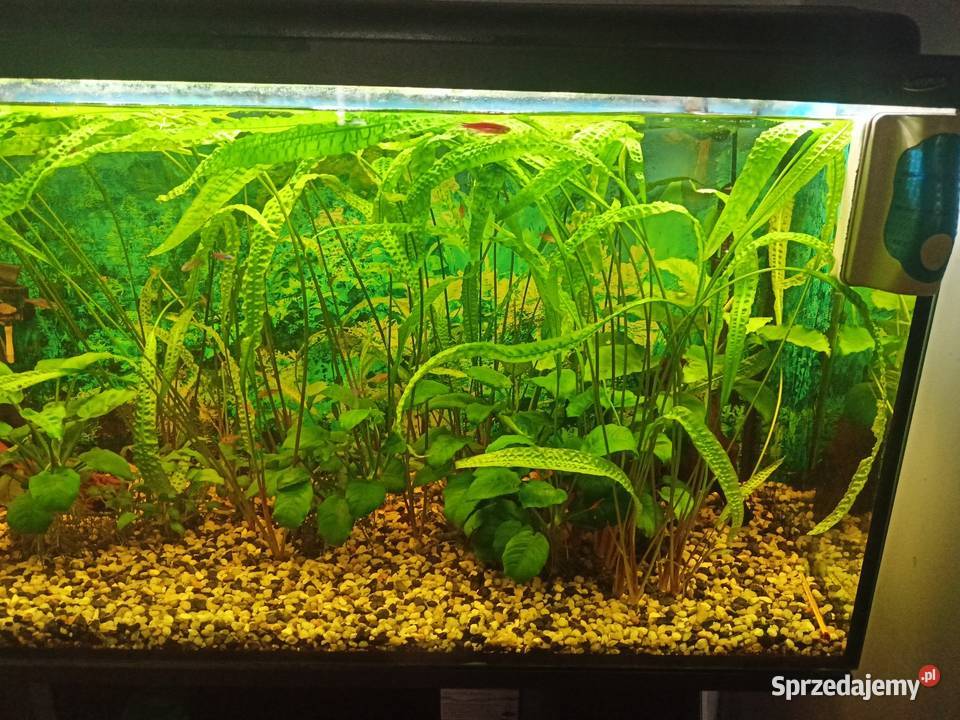 akwarium kompletne śląskie