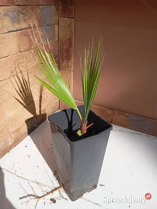 sprzedam palme Washingtona robusta 20 Milicz sprzedam