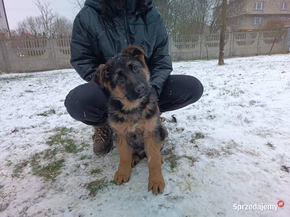 Owczarek niemiecki długowłosy