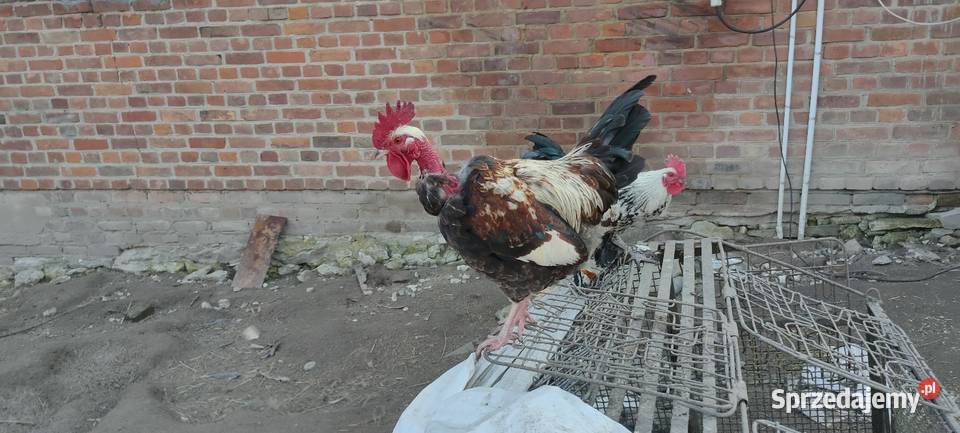 Sprzedam koguty z 25 roku Sobieska Wola Druga