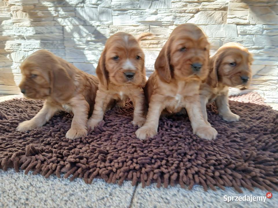 Śliczne Szczenięta Cocker Spaniel Angielski Cocker Spaniel Sieradz
