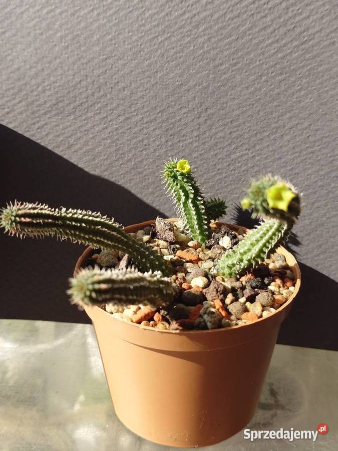 Echidnopsis chrysantha sukulent miniatura Warszawa
