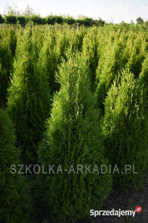 Tuja Smaragd Szmaragd Thuja Żywotnik zachodni