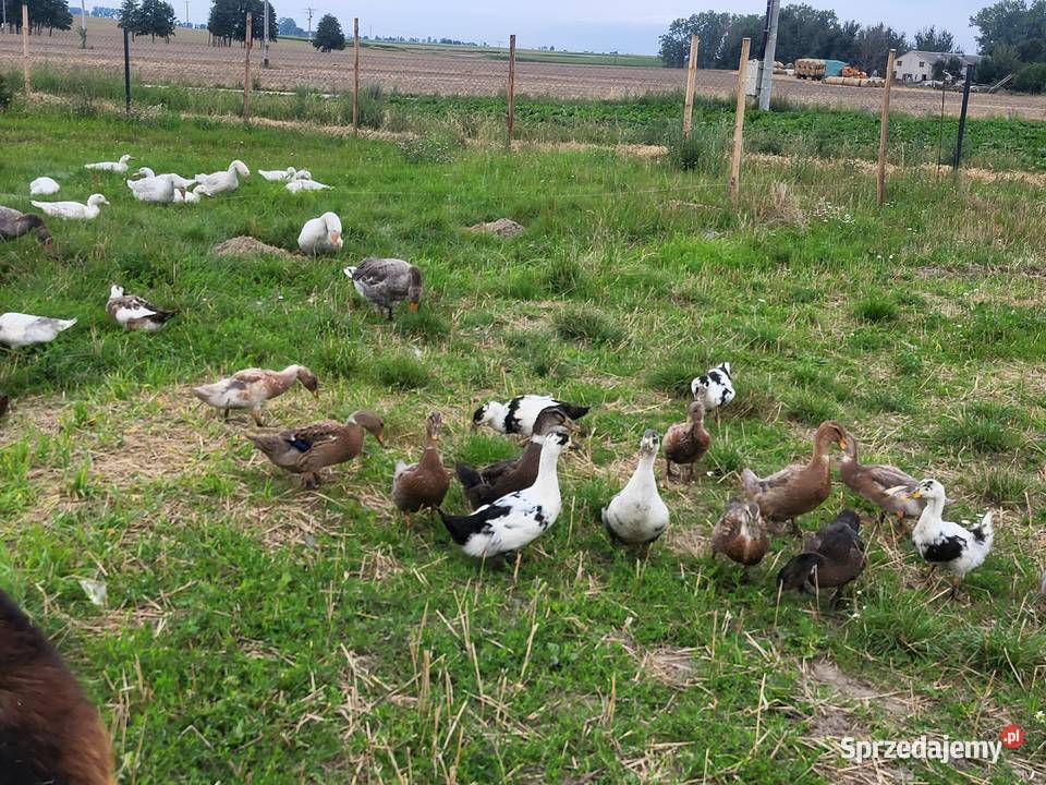 Kaczki staropolskie mulardyfrancuskie Drób i ptactwo Wronki