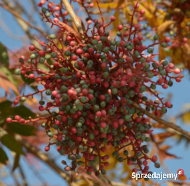PISTACJA CHIŃSKA Pistacia chinensis NASIONA 150 kujawsko-pomorskie Lubanie sprzedam
