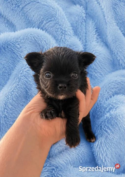 Chihuahua samczyk długowłosy FCI łódzkie Łódź sprzedam