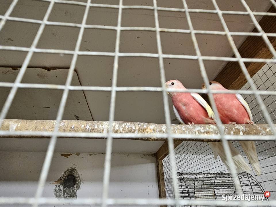 Papugi ptaki podkarpackie Haczów sprzedam