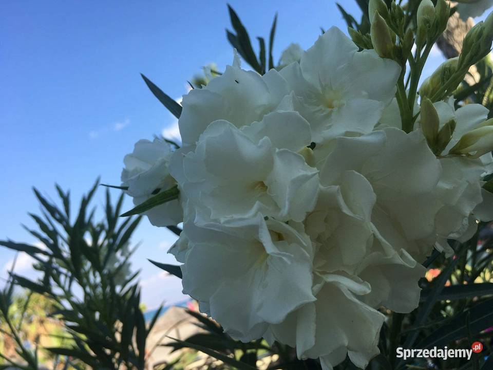 Oleander sadzonki kolor bananowy Skawina