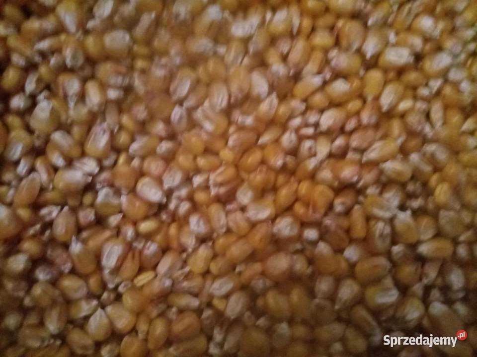 Kukurydza Tipico i Tabarro Dymitrów Mały