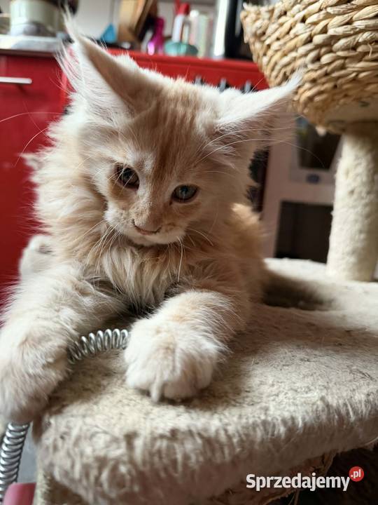 Maine Coon w maju odbiór maluszków Starogard Gdański sprzedam