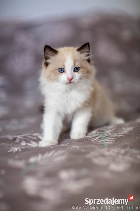 Cudowne kociaki Ragdoll FPL prawdziwy rodowód Lublin