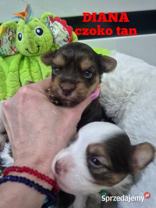 Suczka czekoladowa yorkshire terrier York